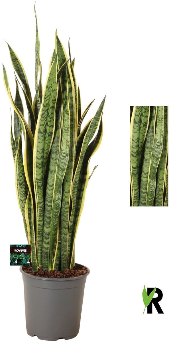 Sansevieria Laurentii 100 cm – Kamerplant – Vers Van De Kweker – Potmaat Ø24 cm