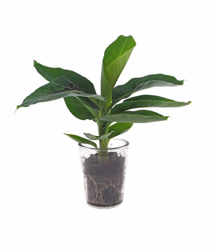 Bananenplant | 30cm | Vaasglas