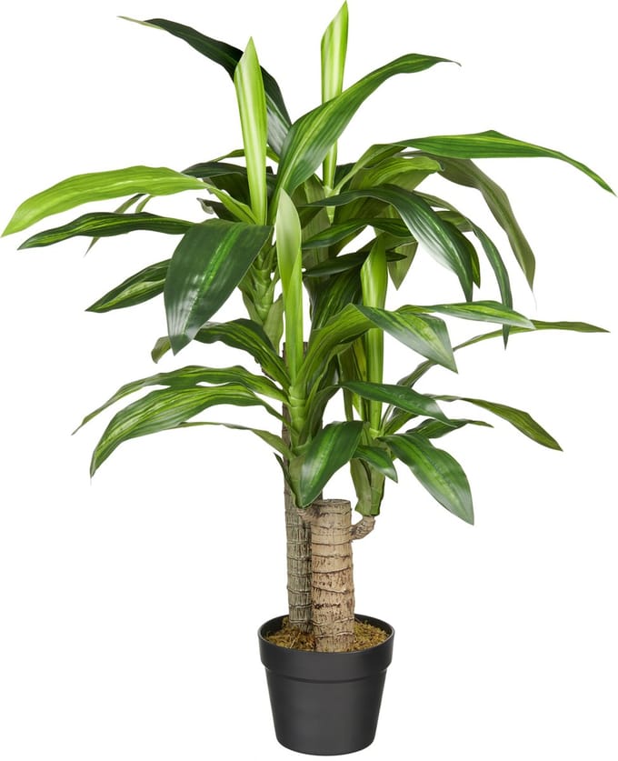 Kunstplant Dracaena Fragans H90cm - HTT Decorations kunstplanten
