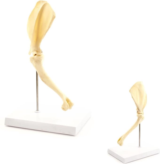 Anatomie model schouder hond, 23x30x16 cm