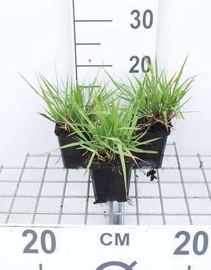 6x Liefdegras - Eragrostis spectabilis | 9x9 cm pot