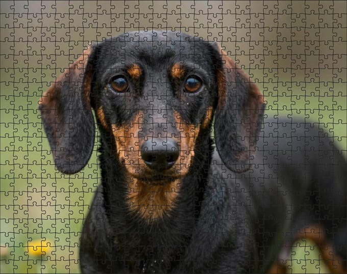 Puzzel Teckel | 500 stukjes | Dierenpuzzel | Hondenpuzzel
