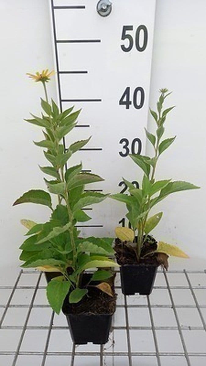 6x Zonnehoed - Rudbeckia subtomentosa | 9x9 cm pot