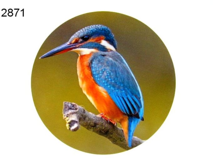 Houten Decoratieschijf IJsvogel – Ø 15 cm – Wanddecoratie Vogel