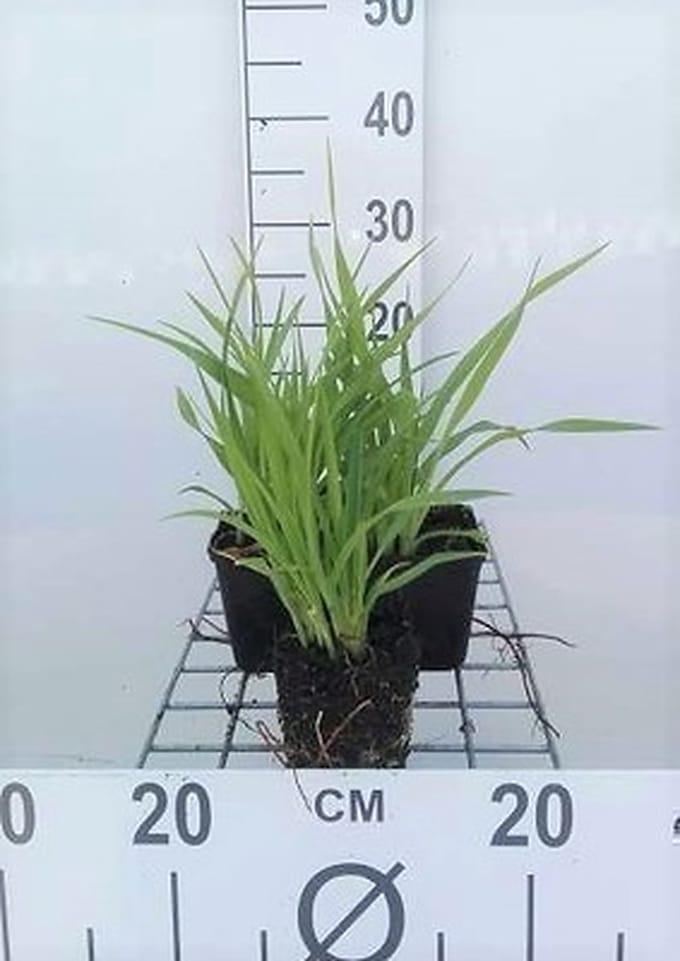 6x Daglelie - Hemerocallis hybr. 'Lemon Bells' | 9x9 cm pot