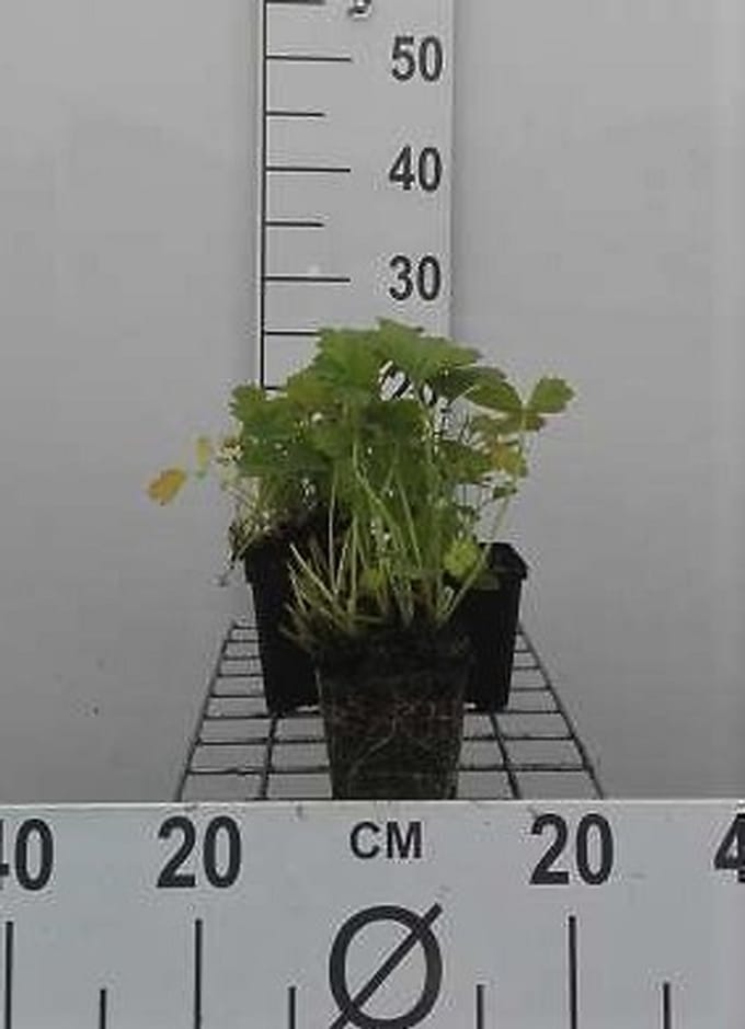 6x Nagelkruid - Geum rivale | 9x9 cm pot