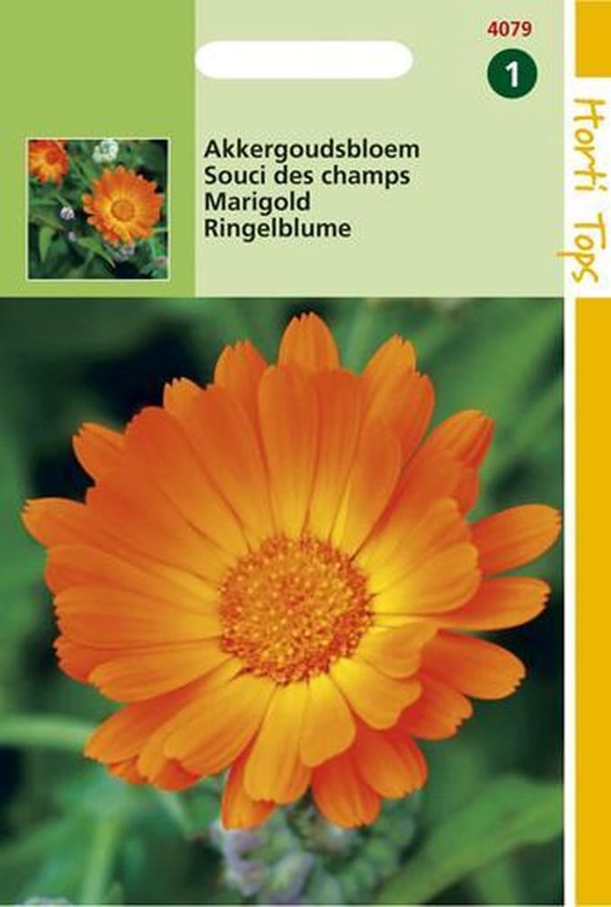 Hortitops Zaden - Calendula Arvensis Akkergoudsbloem