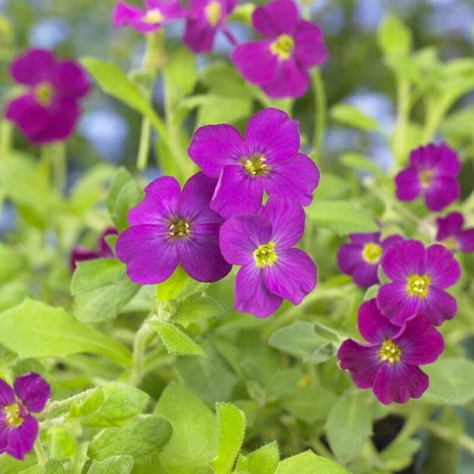 12 x Aubrieta 'Cascade Red' - Randjesbloem in 9x9 pot met hoogte 0-10 cm