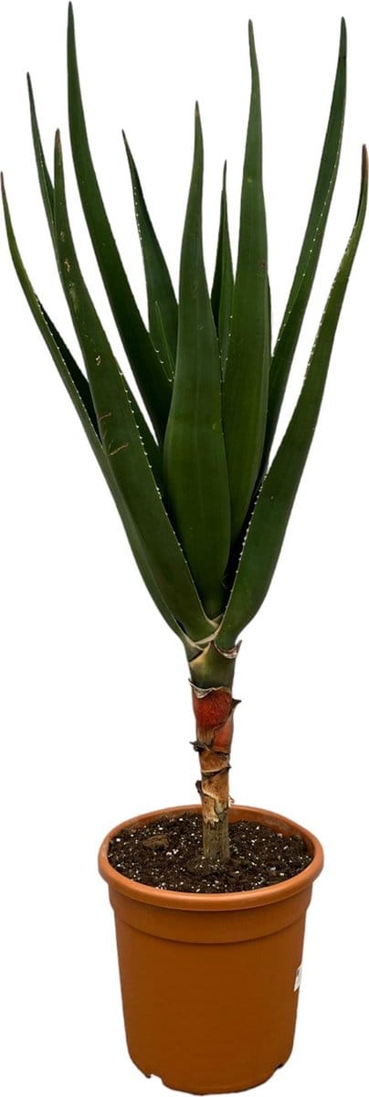 Aloë Barberae - 140 cm - Ø30cm