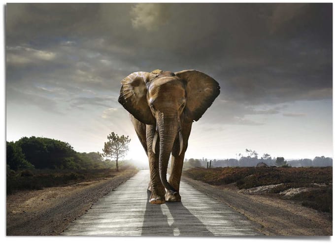 XXL Poster Wandelende olifant - 100 x 140 - Papier - REINDERS