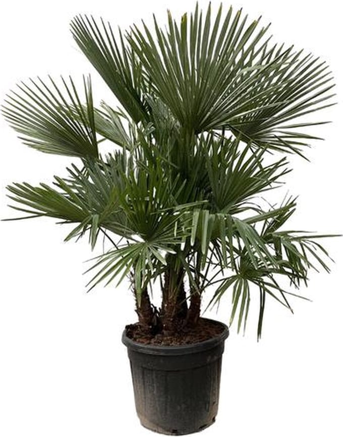 Trachycarpus met meerdere stammen, ca. 200 cm hoog