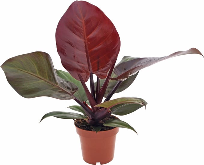 Philodendron Sunlight | 30cm | excl. Keramieken pot