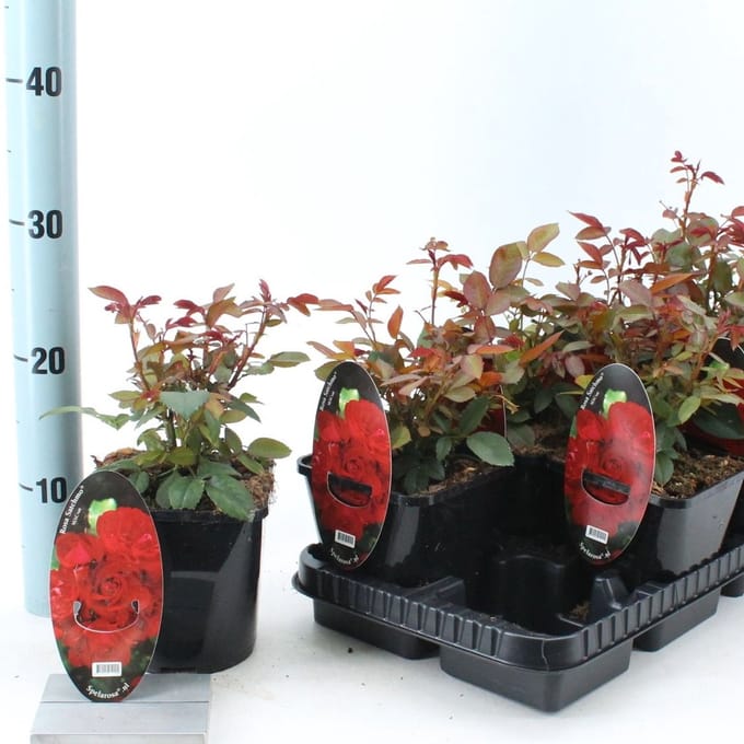 Rosa (PA) 'Satchmo' ® - Roos | 10-15 cm in pot