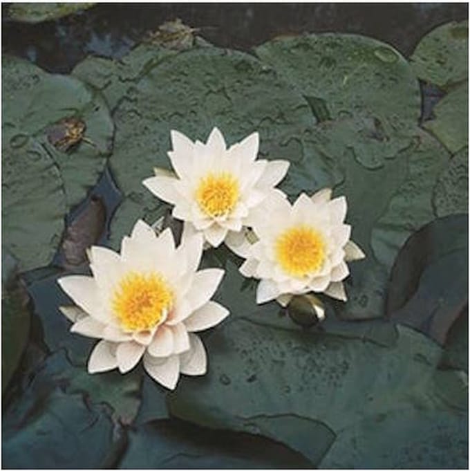Moerings Nymphaea Pygmea Alba | Waterlelie | In 11CM pot