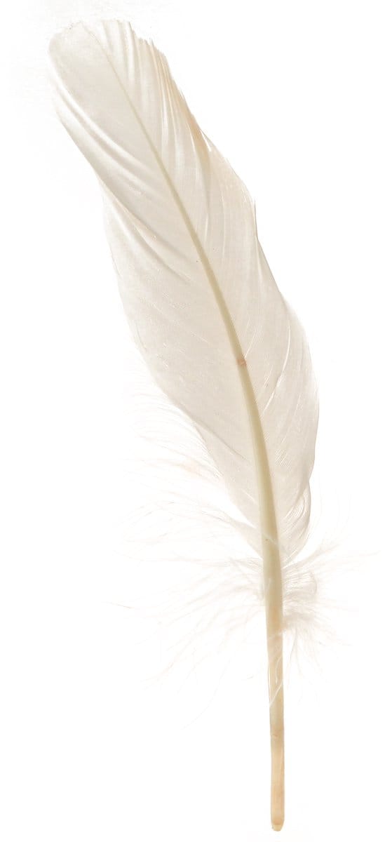 Decoratieve veren echte vogelveren champagne 20g