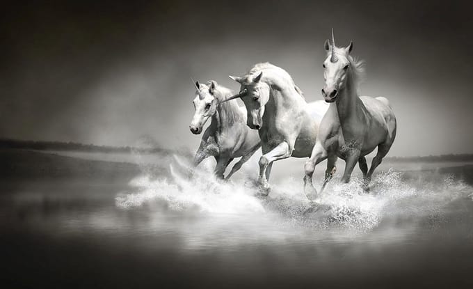 Poster | Wit , Zwart | 104 x 70,5 cm
