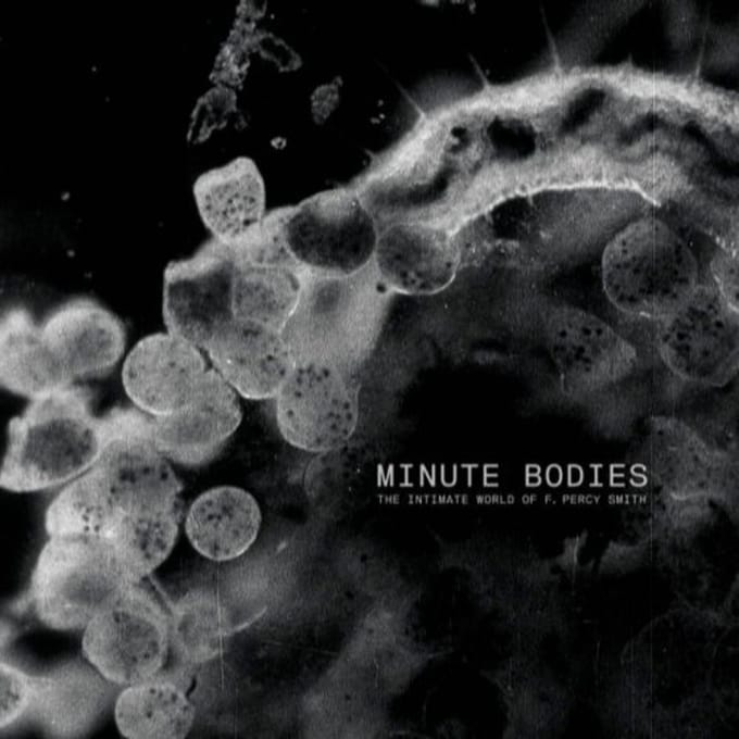 Minute Bodies: The Intimate World - Tindersticks