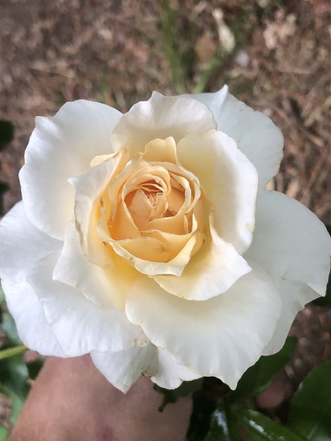 Rosa 'Poustinia' - Roos in pot