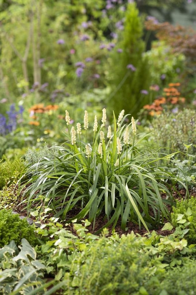 Liriope m. Monroe White - Set van 12 - Leliegras - Pot P9 - Witte Bloem - Wintergroen