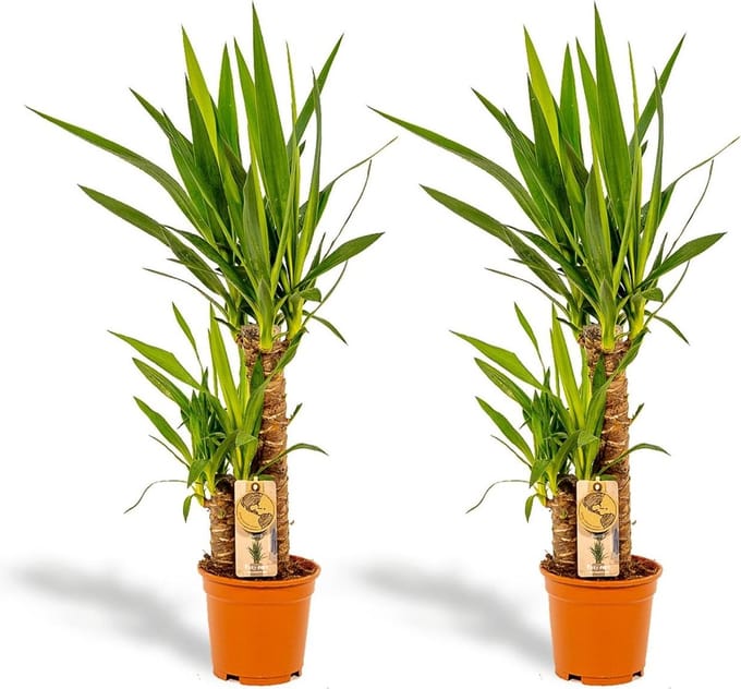 2x Yucca - ↨90cm - Ø17cm