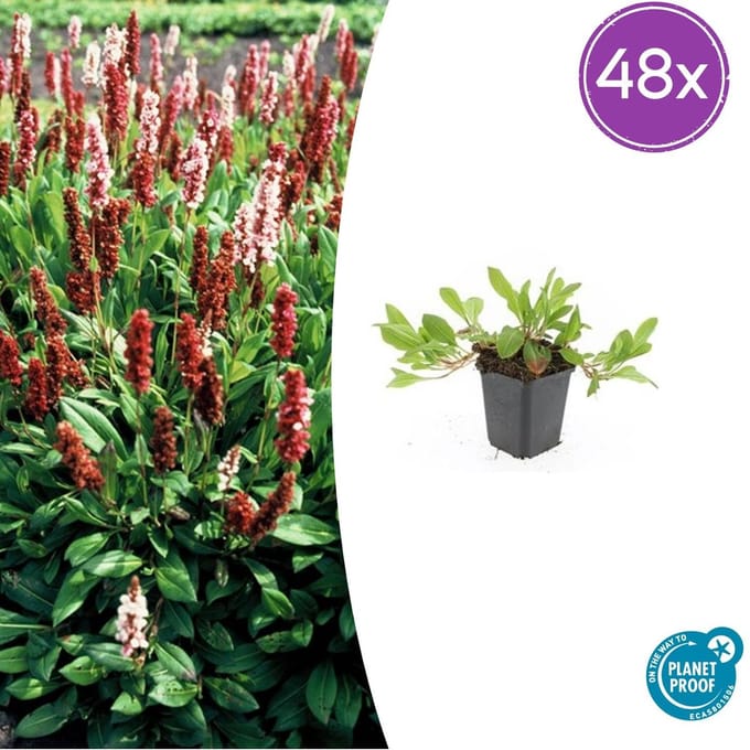 Persicaria affinis 'Darjeeling Red' - 40 Planten - Winterharde vaste plant