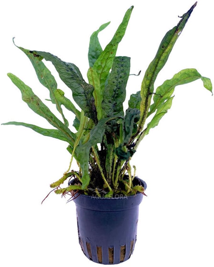 Aquaflora Microsorum Sp India | in 5 cm pot