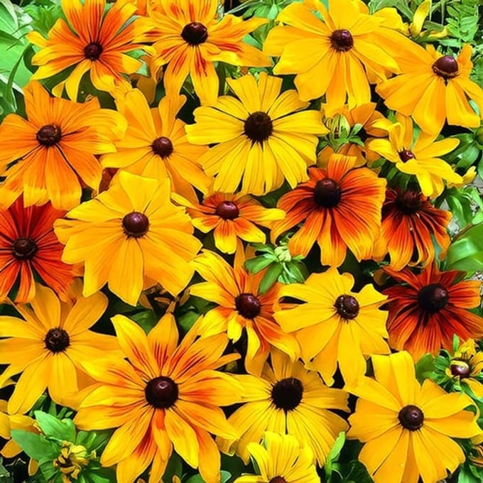 Zonnehoed zaden - Zonnehoed Gloriosa Daisy gemengd