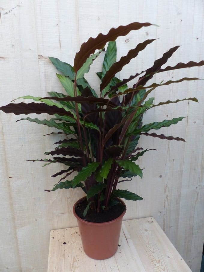 Warentuin natuurlijk - Calathea Wave Star Pauwenplant smal donkergr...