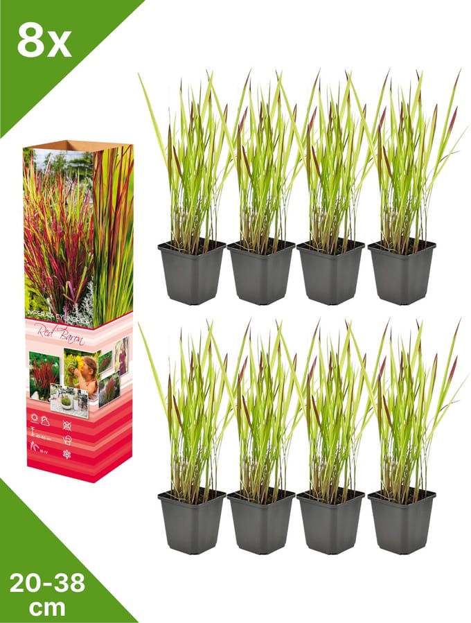 GARDENZO - 8x Japans Bloedgras - Imperata cyl. 'Red Baron' - in P9 pot