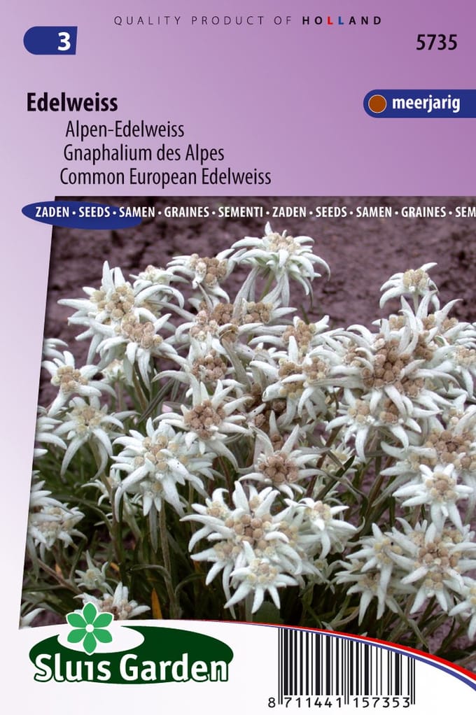 Sluis Garden - Edelweiss (Leontopodium alpinum)