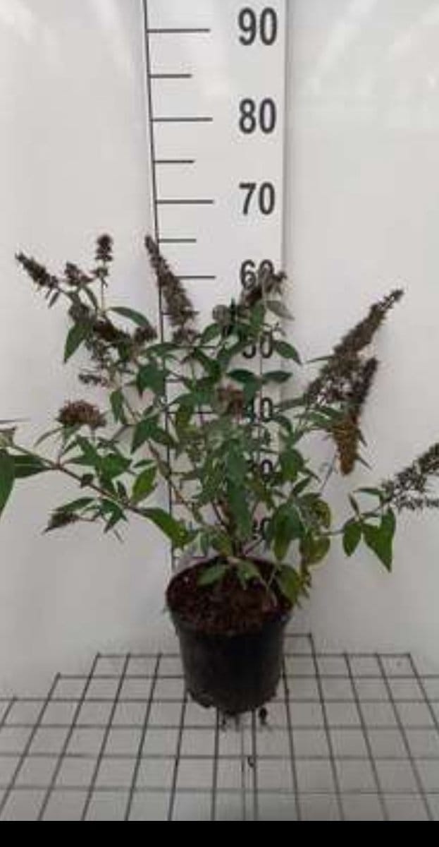 2 x Buddleja dav. 'Reve de Papillon Lavander'® - Vlinderstruik 40- 60 cm in pot