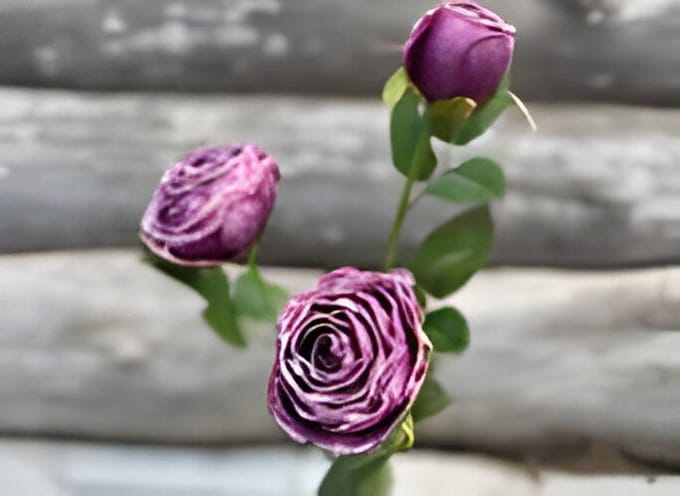 Roze 3 knoopjes violet Buitengewoon de Boet