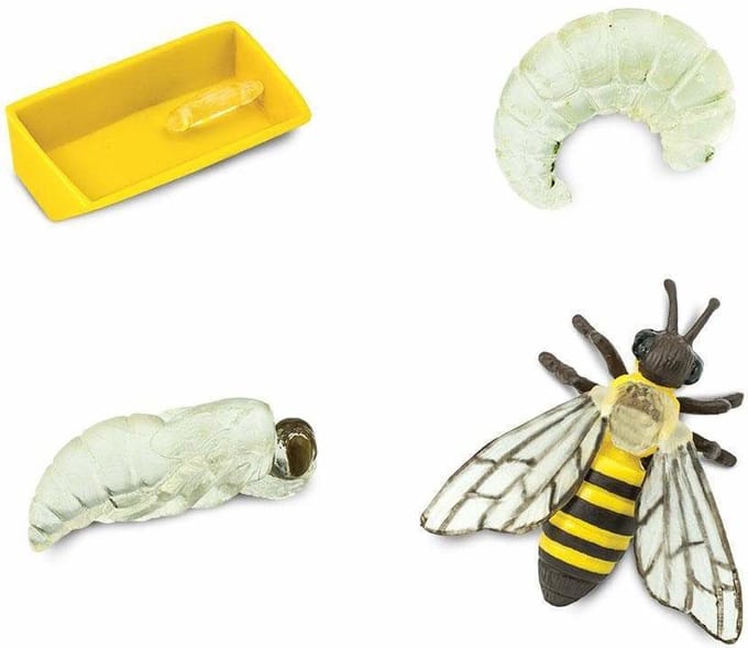 Speelfiguren Levenscyclus Honingbij - Safari Ltd 4 stuks