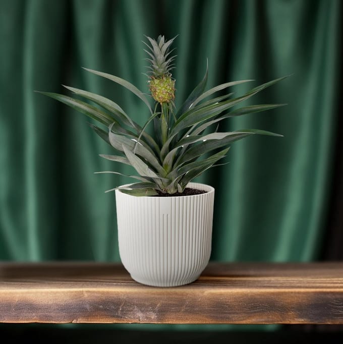 Hello Plants Bromelia Ananasplant - Ø 12 cm - Hoogte: 30 cm - Kamerplant