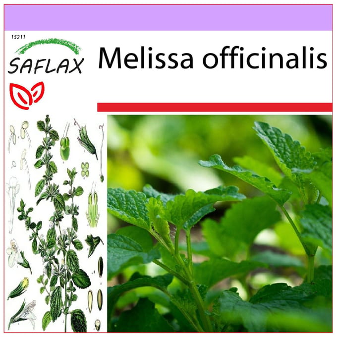 SAFLAX - Citroenmelisse - 150 zaden - Melissa officinalis