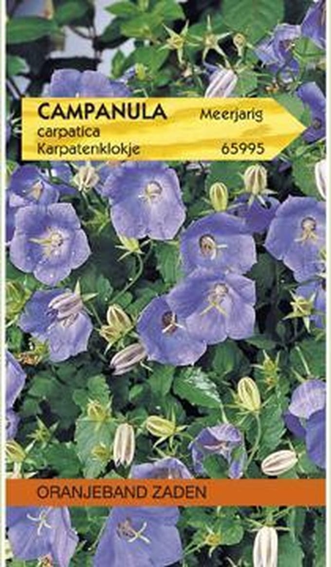 Oranjeband Zaden - Campanula, Karpatenklokje