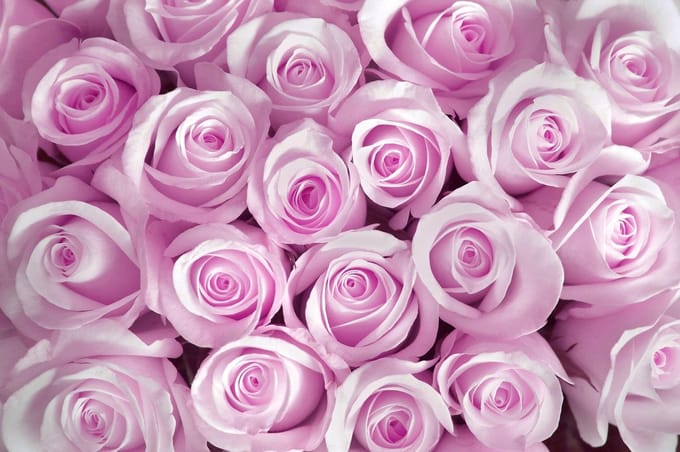 Poster | Roze | 104 x 70,5 cm