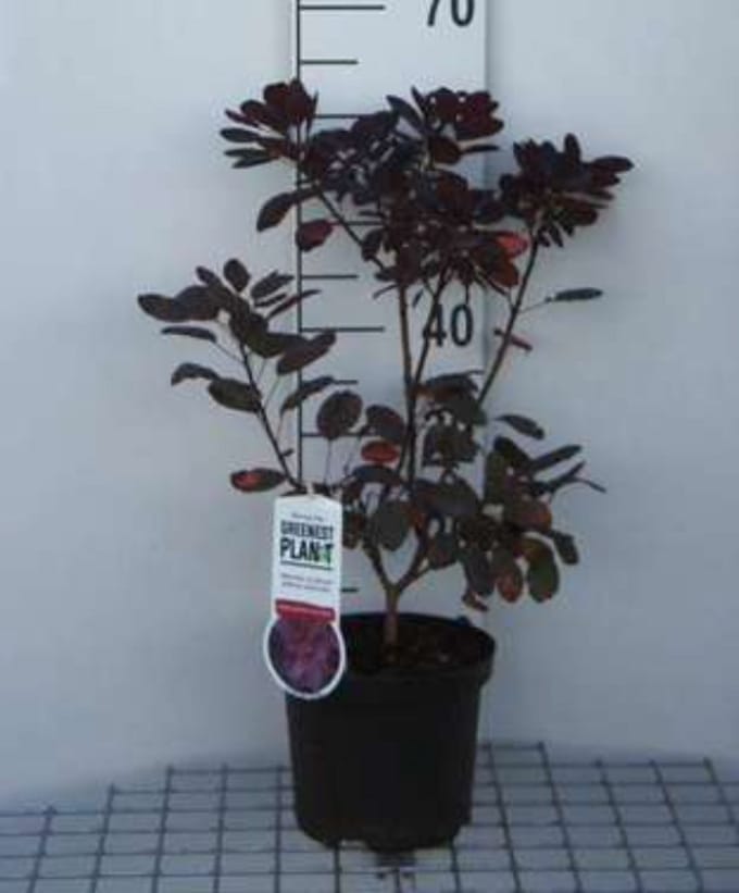 2 x Cotinus cogg. 'Flamissimo'® - Pruikenboom 40- 60 cm in pot