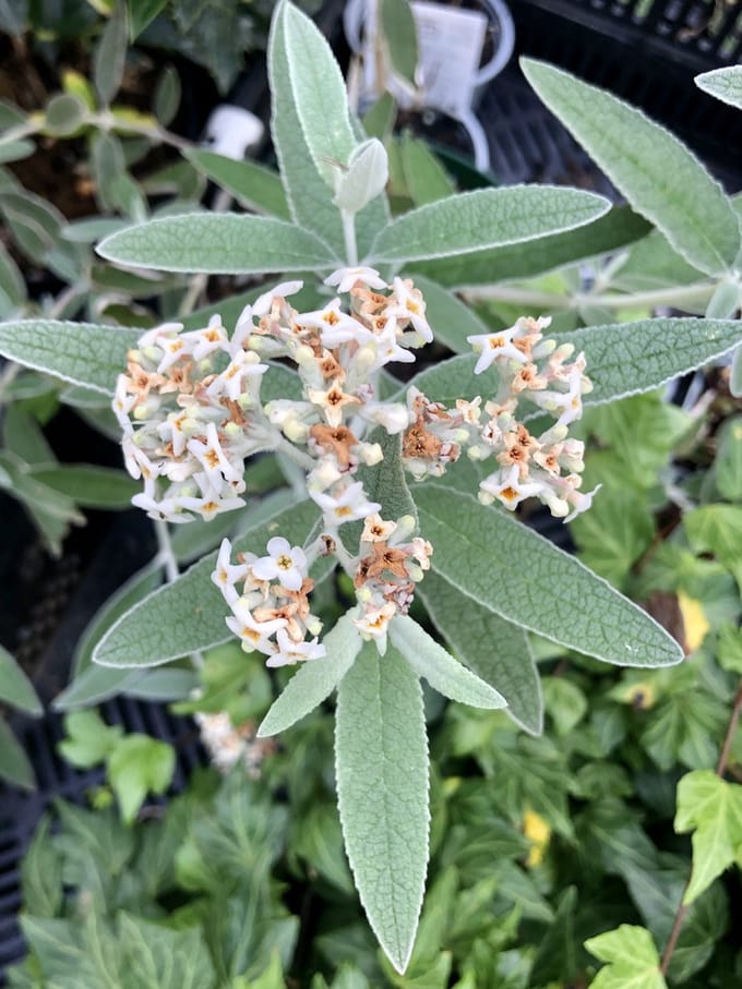 Buddleja 'Silver Anniversary' - Vlinderstruik 30 - 40 cm in pot