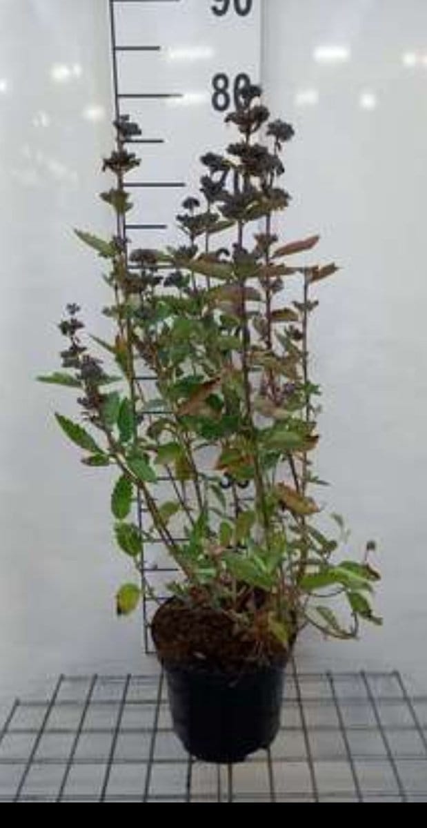 2 x Caryopteris cland. 'Blue Fountain'® - Baardbloem 30- 40 cm in pot