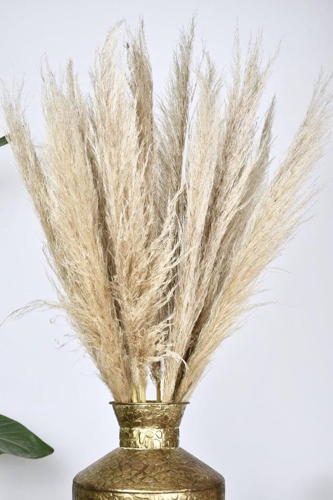 Pampas pluimen - 10 stuks - 100cm