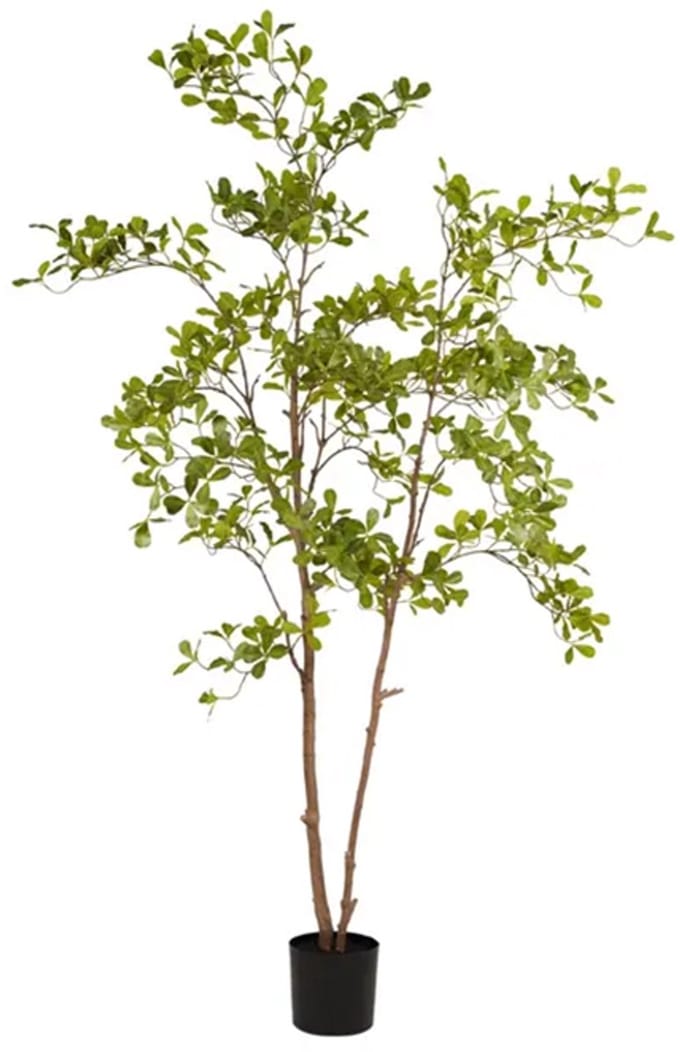 Indische amandelboom in pot l110cm groen