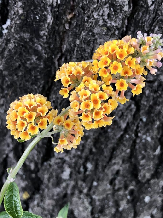 Buddleja weyeriana 'Sungold' - Vlinderstruik 40 - 60 cm in pot