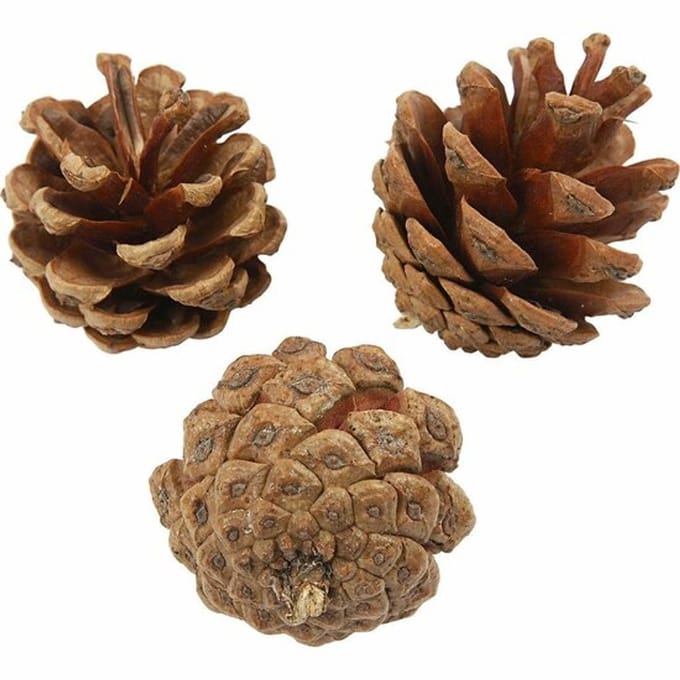 Dennenappels - Natuurlijk - 500 gr |Incl. crea gift