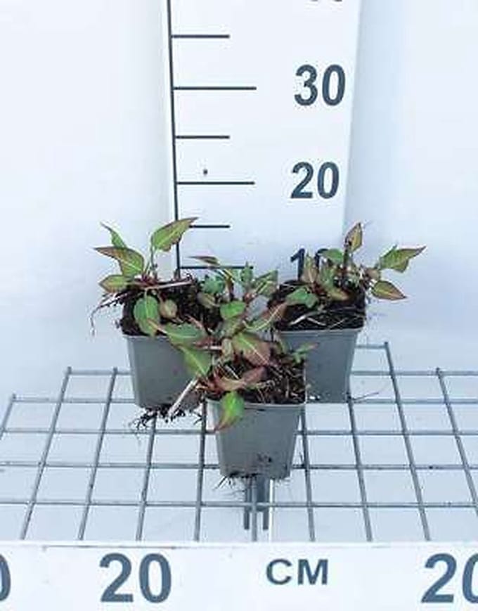 6x Duizenknoop - Persicaria ampl. 'J.s. Calor' | 9x9 cm pot