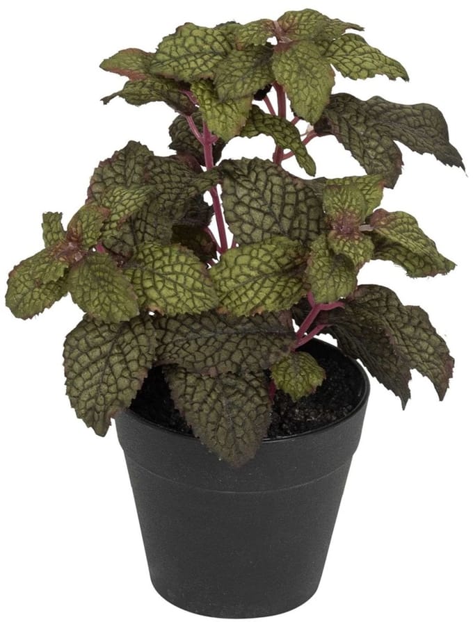 Munt in pot, groen-bordeaux 20cm