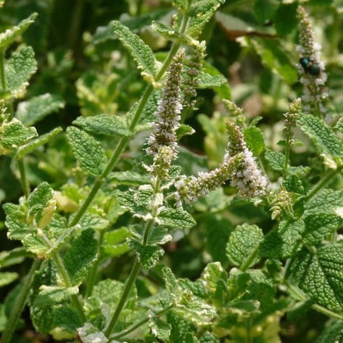 6 x Mentha Rotundifolia 'Variegata' - Bonte Munt pot 9x9cm