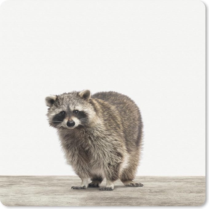 Muismat 20x20 cm - Mousepad Dieren - Wasbeer - Wit - Muismatten