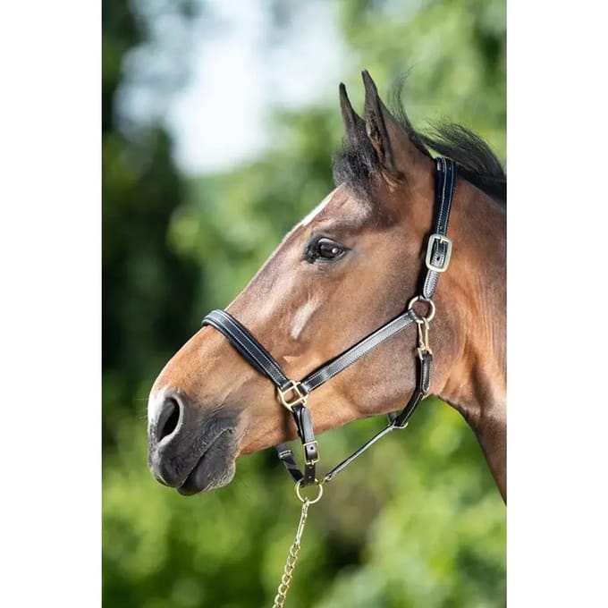 Lederen halster voor paarden HFI