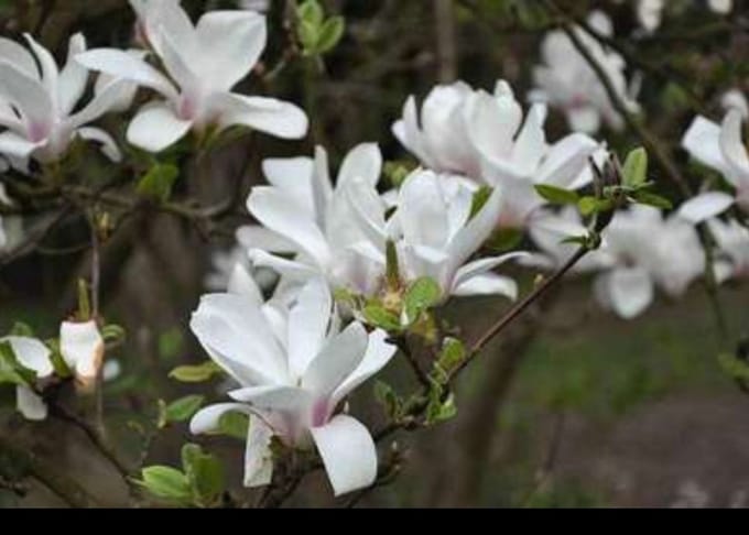 Magnolia soulangeana - Beverboom, Gewone Magnolia 50- 60 cm in pot